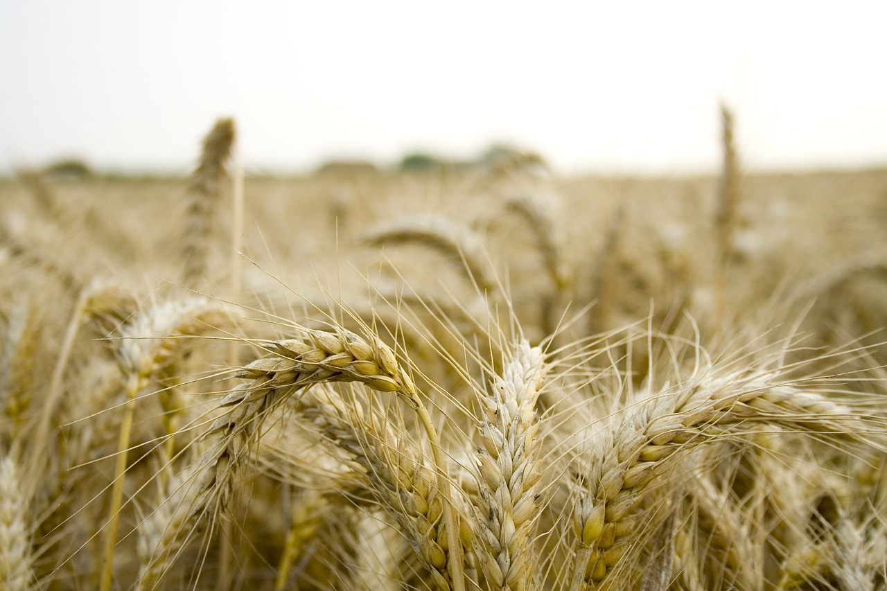 Evaluation of a businesss plan of a company trading agricultural products