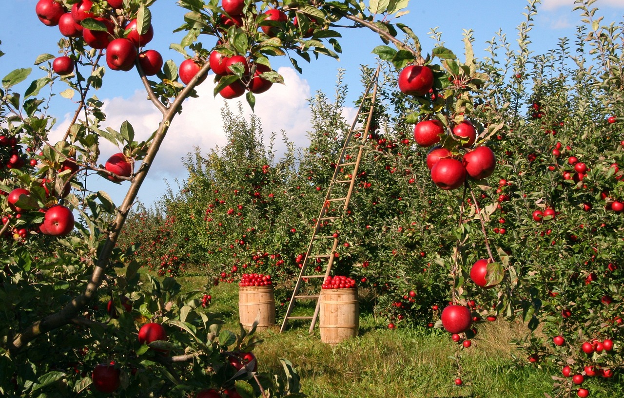Development of corporate marketing material for an international wholesale and retail company in organic products