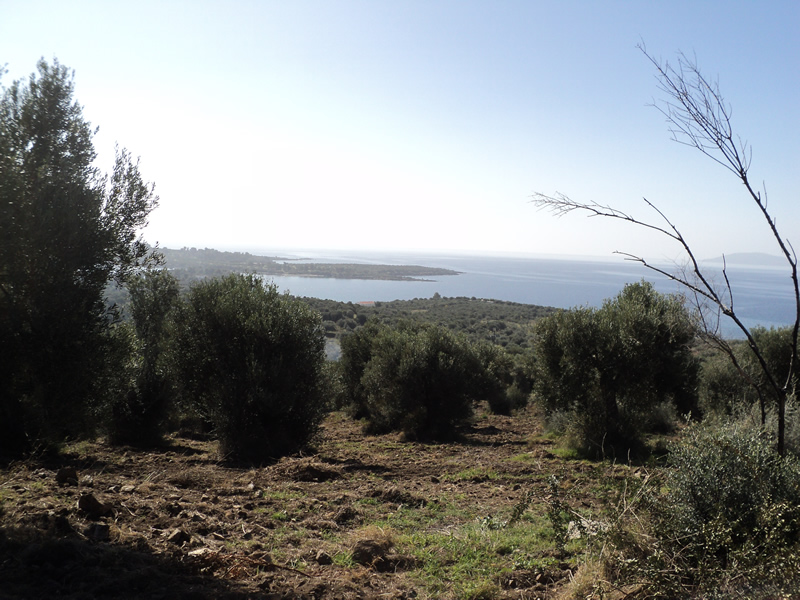 Market and financial feasibility study for the development of a high-end boutique hotel at Chalkdiki area